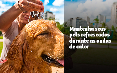 Mantenha seus pets refrescados durante as ondas de calor 